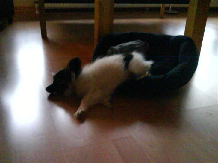 Papillon Good Gracious / Signe<'3 - ZzZzZzzz... Signe sover så mærkeligt.. :D billede 4
