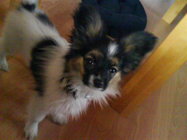 Papillon Good Gracious / Signe<'3 - Nøhj hun er bare sød! :D billede 5