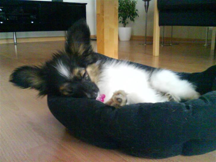 Papillon Good Gracious / Signe<'3 - Så sover hun igen.. :´D billede 6