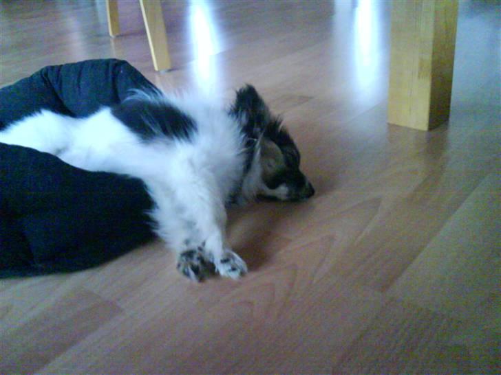 Papillon Good Gracious / Signe<'3 - dejlige Signe.. <´3 billede 7