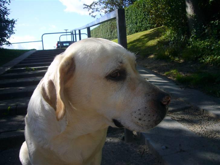Labrador retriever Agnes - mor hvornår skal vi videre billede 10