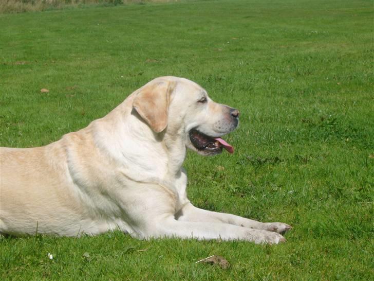 Labrador retriever Agnes - aaaarrrhhh elsker pauserne billede 11