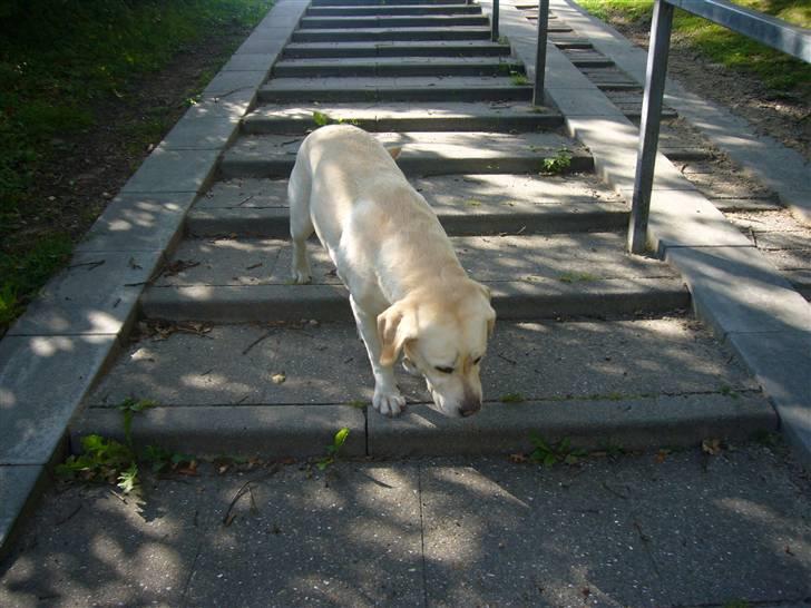 Labrador retriever Agnes - mig ned af trapper billede 12