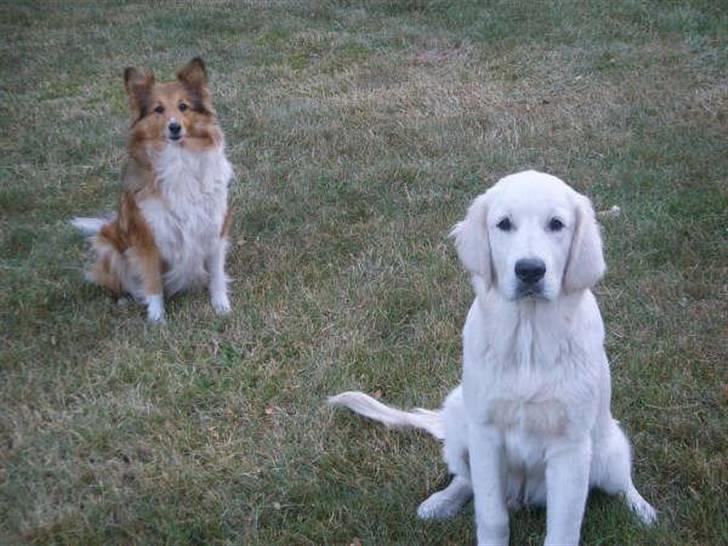 Shetland sheepdog PoulsgaardsBeMySpeedyGirl billede 3