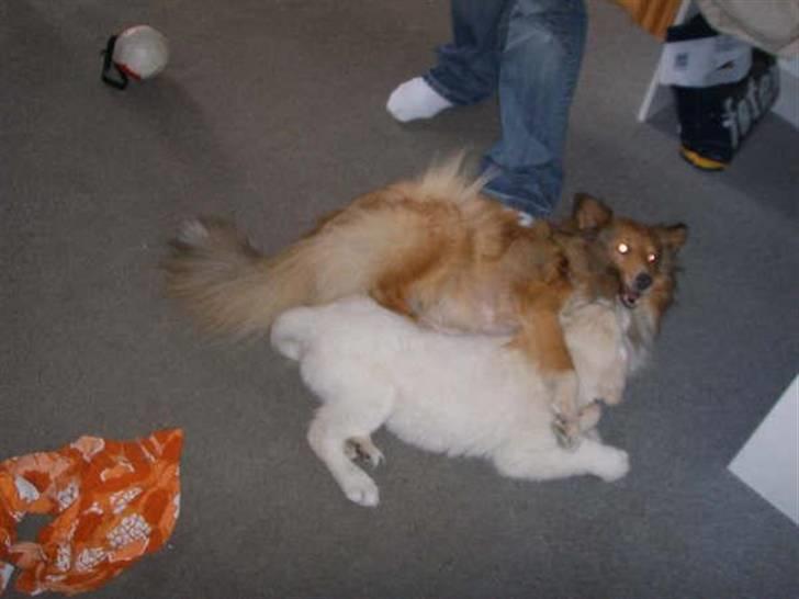 Shetland sheepdog PoulsgaardsBeMySpeedyGirl billede 4