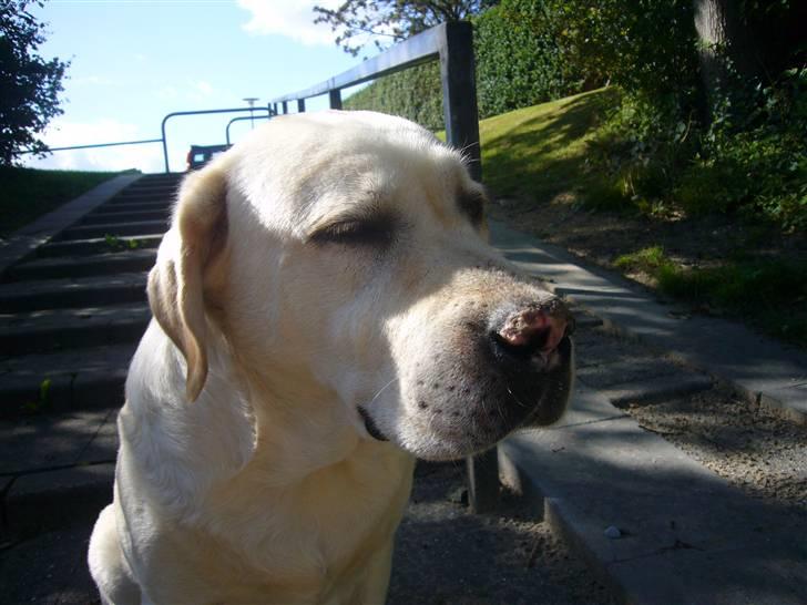 Labrador retriever Agnes - ej kom nu mor det er kedeligt!!!! billede 13