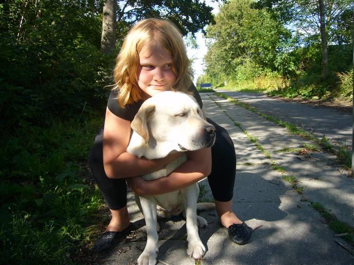 Labrador retriever Agnes - får lige en ordenlig krammer af min mor billede 14