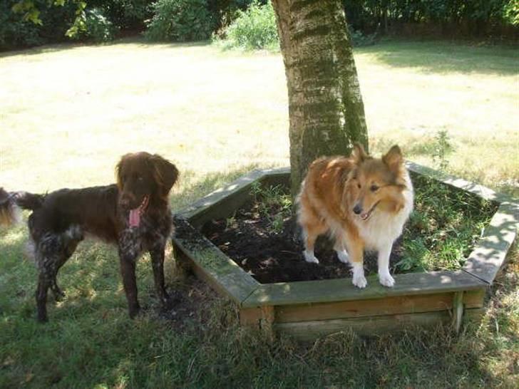 Shetland sheepdog PoulsgaardsBeMySpeedyGirl billede 7