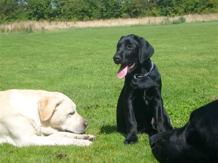 Labrador retriever Agnes - mig og min datters søn(han er tilsalg!!!!!!!!!!!!!!!!!!!!) billede 15