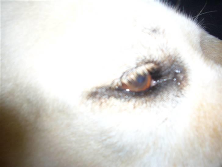 Labrador retriever Agnes - mit smukke smukke øje billede 16