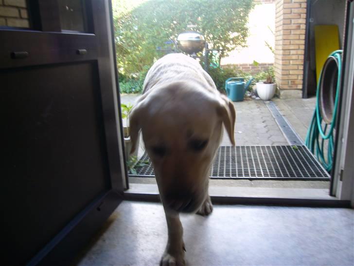 Labrador retriever Agnes - så skal man jo også hjem igen billede 20