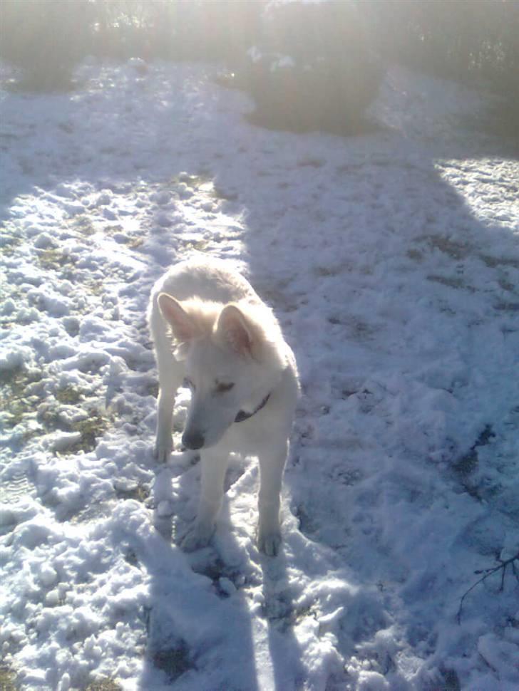 Hvid schæfer Jeku billede 6