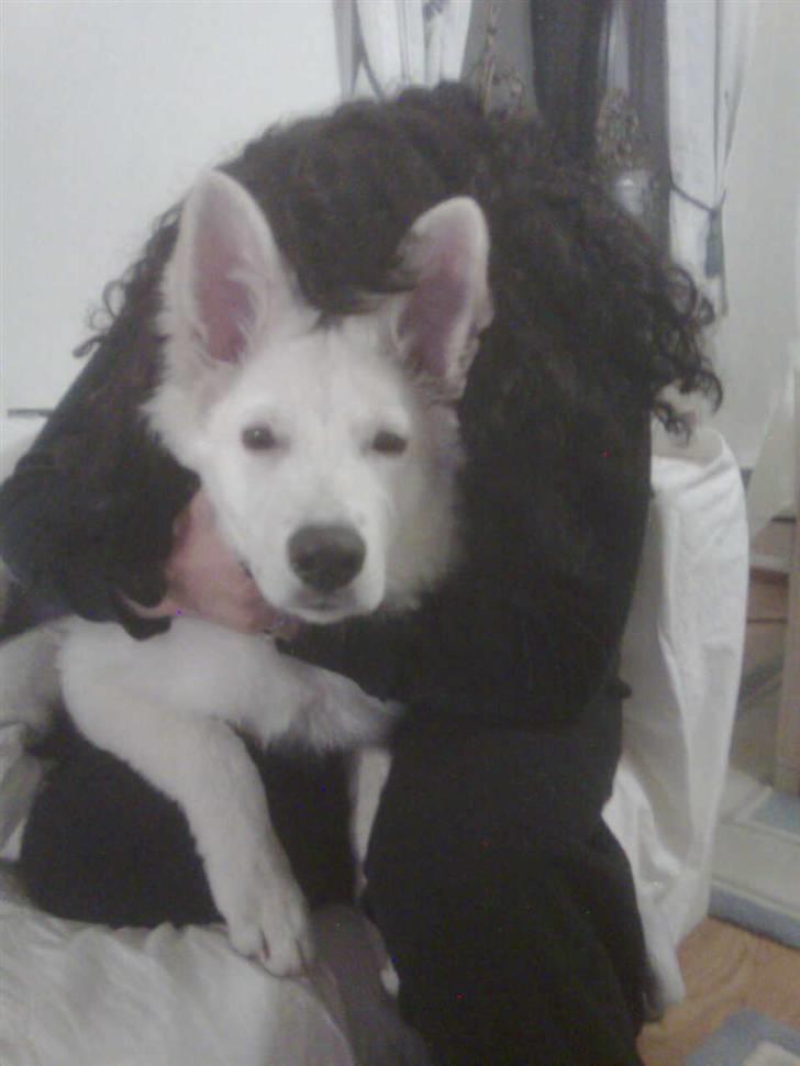 Hvid schæfer Jeku billede 7