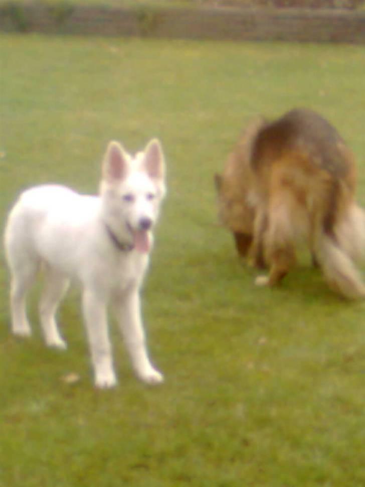 Hvid schæfer Jeku billede 8