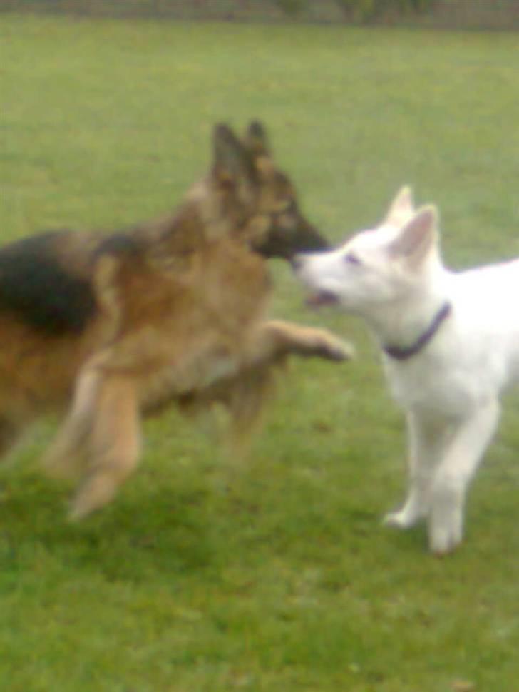 Hvid schæfer Jeku billede 9