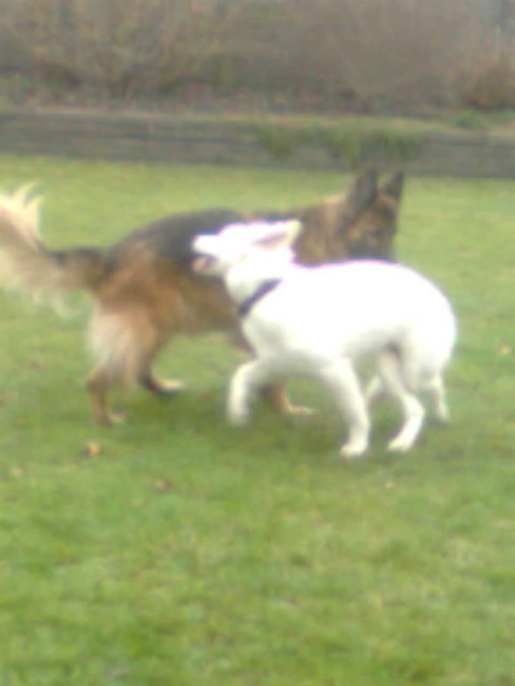 Hvid schæfer Jeku billede 10