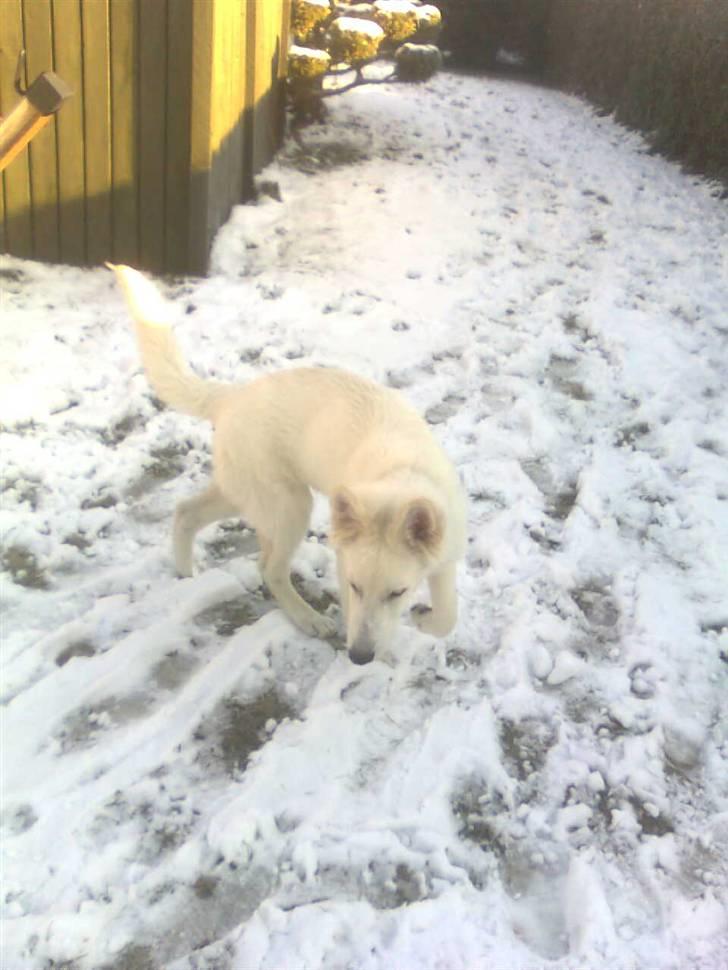 Hvid schæfer Jeku billede 11