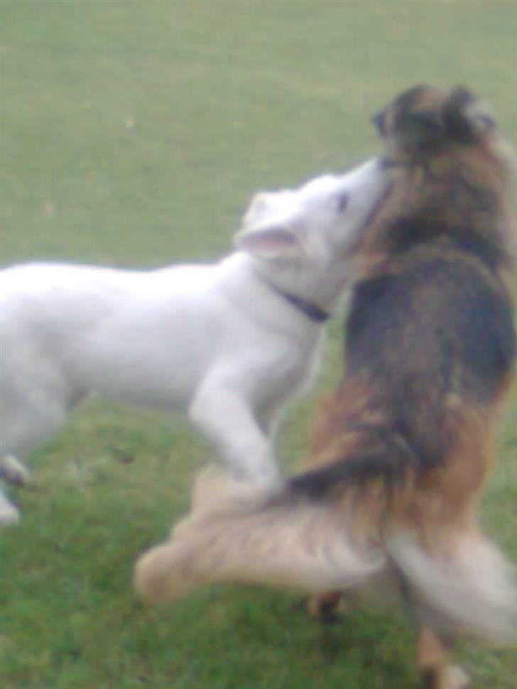 Hvid schæfer Jeku billede 12