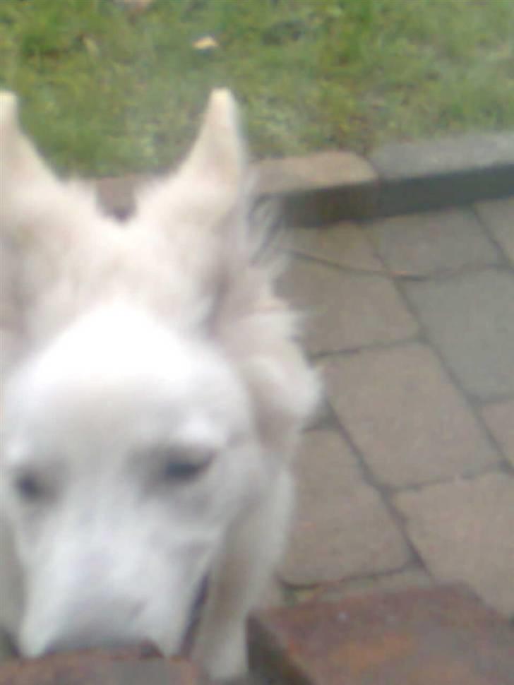 Hvid schæfer Jeku billede 13