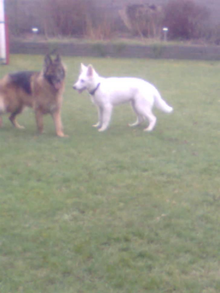 Hvid schæfer Jeku billede 14