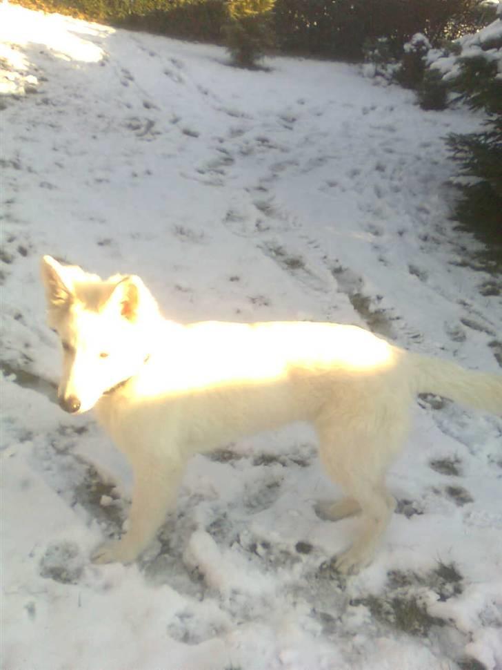 Hvid schæfer Jeku billede 15