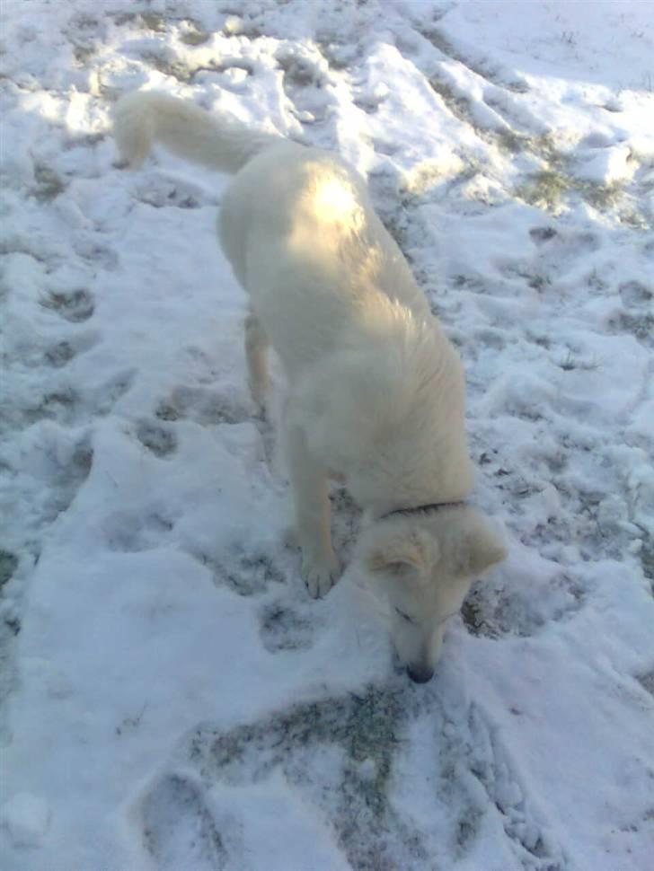 Hvid schæfer Jeku billede 16