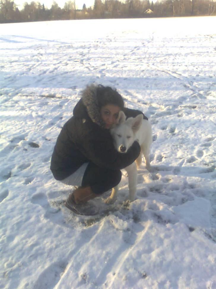 Hvid schæfer Jeku billede 17