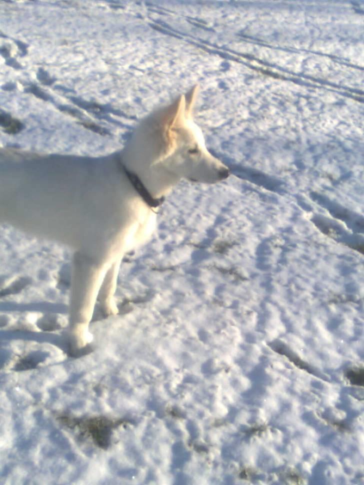 Hvid schæfer Jeku billede 18