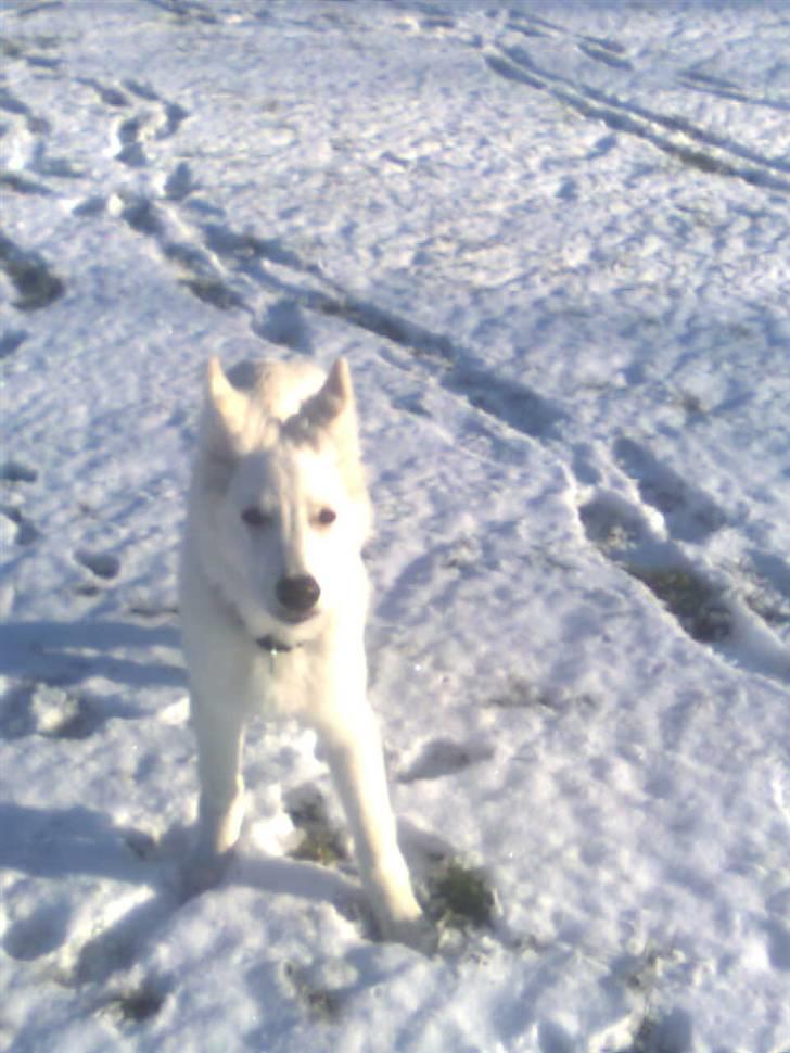 Hvid schæfer Jeku billede 19