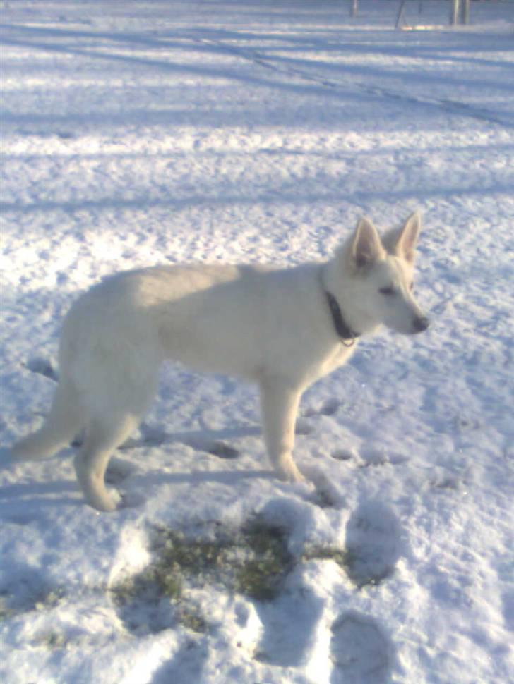 Hvid schæfer Jeku billede 20