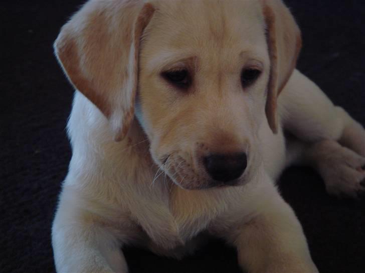 Labrador retriever Silja - Solgt ): - Hej mit navn er silja, jeg er en rigtig sød hun. håber du vil gi´ x-høj! :-) billede 1