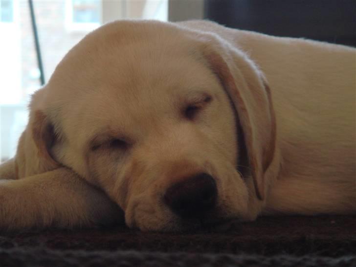 Labrador retriever Silja - Solgt ): - wiieh, jeg sover. billede 2