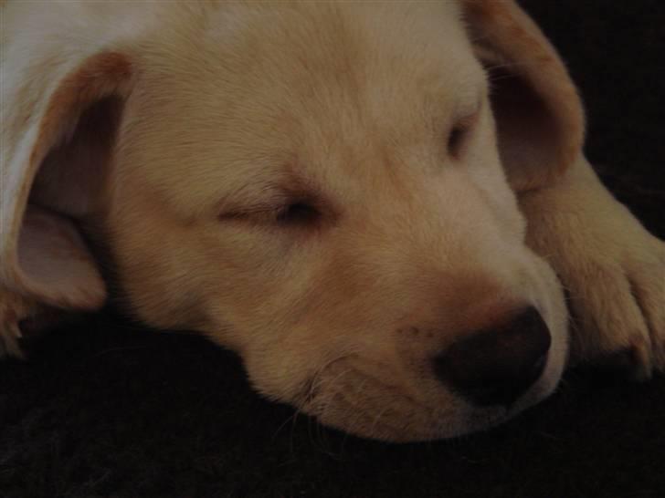 Labrador retriever Silja - Solgt ): - skøøønt at sove. billede 3