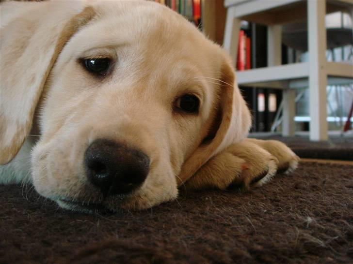 Labrador retriever Silja - Solgt ): - lad nu hver med alle de billeder xD  billede 4