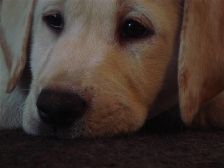 Labrador retriever Silja - Solgt ): billede 5