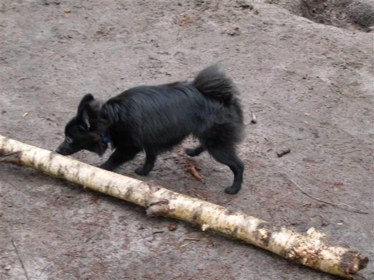 Pomeranian Mikkel billede 7