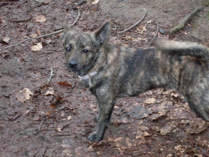 Blanding af racer Minnie billede 6