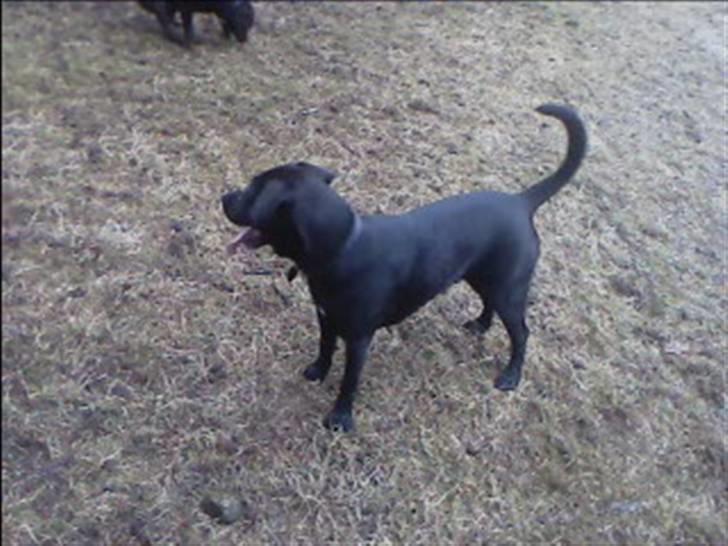 Blanding af racer Bella  R.I.P - Bella i hundeskov- Rigtig dejligt med mudder osv ;-) billede 16