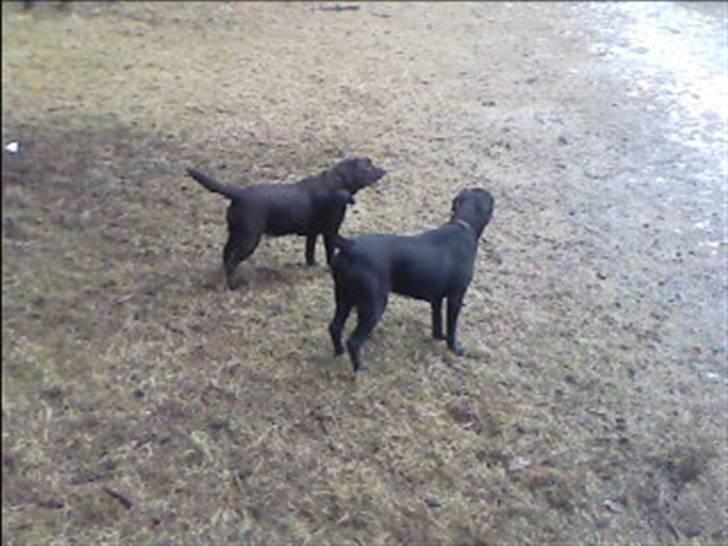 Blanding af racer Bella  R.I.P - Bella i hundeskov sammen med Freja - Rigtig dejligt at løbe helt vildt rundt efter ingenting :-) billede 17