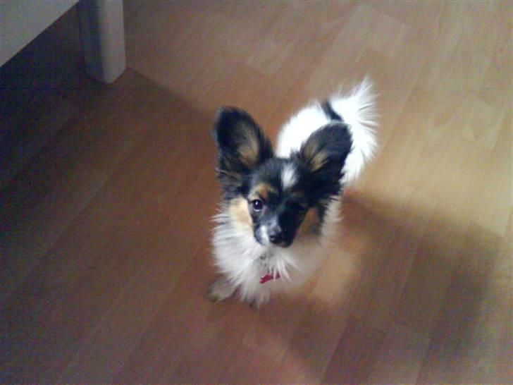 Papillon Good Gracious / Signe<'3 - Signe glor på mig xD billede 8