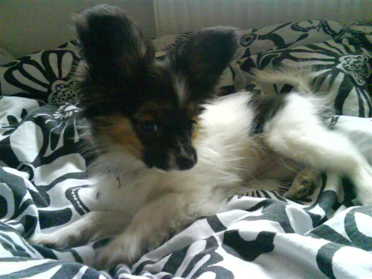 Papillon Good Gracious / Signe<'3 - Signe ligger i min seng :D billede 9