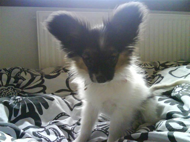 Papillon Good Gracious / Signe<'3 - heheh, dejlige Signe :D billede 10