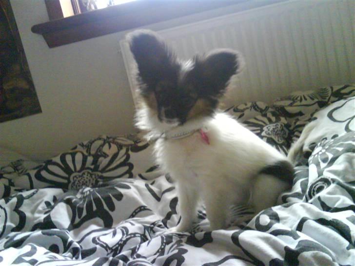 Papillon Good Gracious / Signe<'3 - Signe kigger mærkeligt på mig :D billede 11