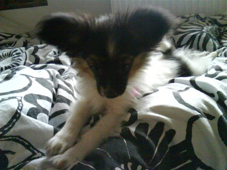 Papillon Good Gracious / Signe<'3 - Signe kigger lidt ned på gulvet ! :) billede 12