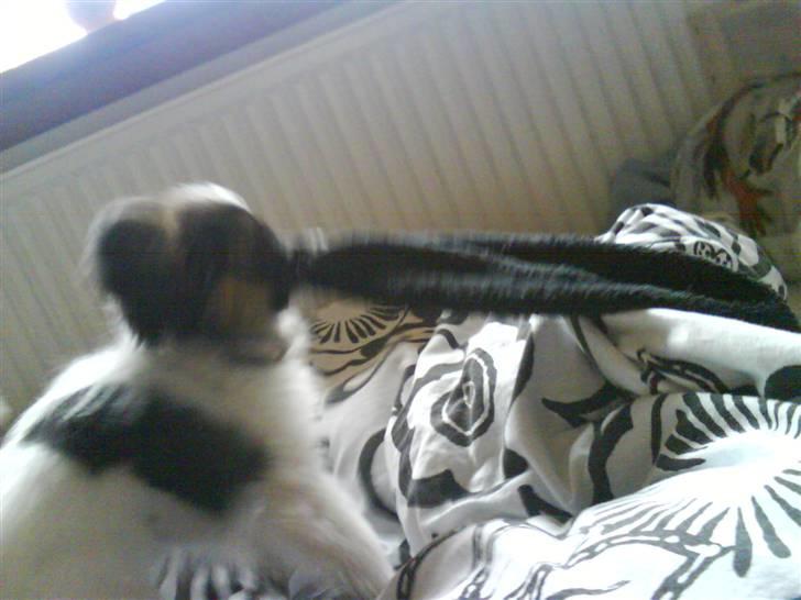 Papillon Good Gracious / Signe<'3 - Signe har fundet min sok, som sidder fast i noget :D cute billede 13