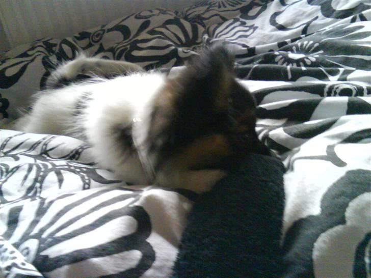 Papillon Good Gracious / Signe<'3 - Signe gnasker lidt i min sok :D billede 14