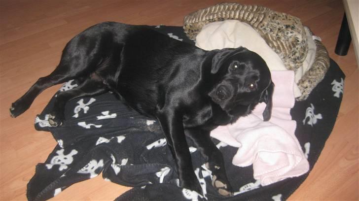 Labrador retriever (gl. dansk) Arthur  - Endelig hjemme igen billede 1