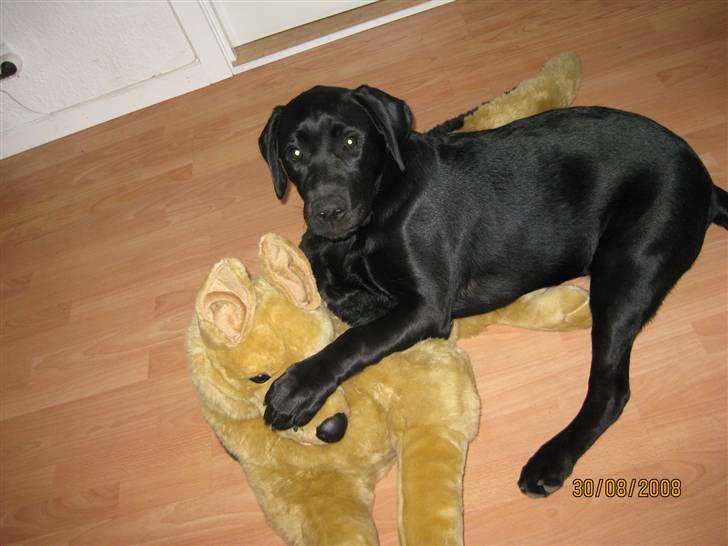 Labrador retriever (gl. dansk) Arthur  - Hvem ejer ikke en sovebamse :-/ billede 2