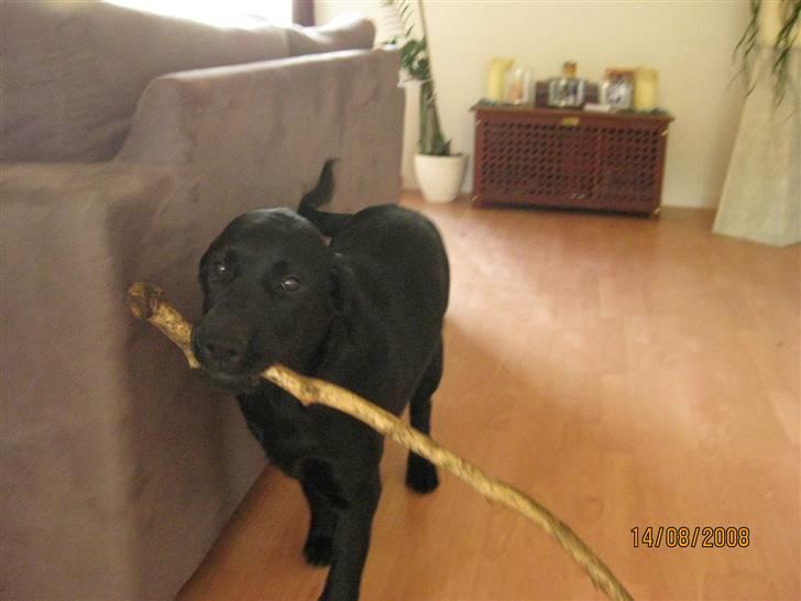 Labrador retriever (gl. dansk) Arthur  - Hva mor ikke ser.. billede 3