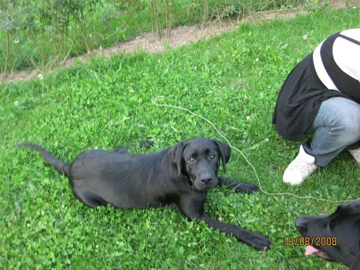 Labrador retriever (gl. dansk) Arthur  - 20 uger gl. billede 4